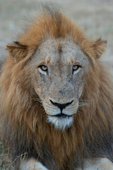Naklejka na ściany i meble Large male lion seen on a safari in South Africa