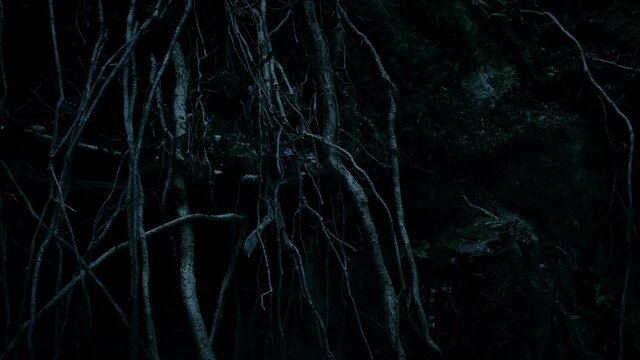 Tree Roots In The Dark
