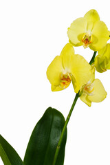 Blooming orchid with saturated tonazholtogo color flowers