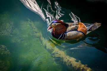 One adult male mandarin duck. Aix galericulata. Swimming in lake Geneva, Switzerland.