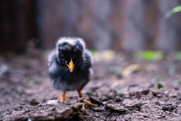 Plymouth Rock hen in farm Cordoba Argentina