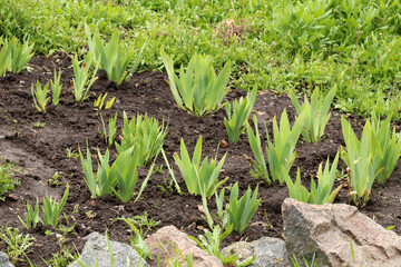 Young shoots of iris flowers in a flower bed.