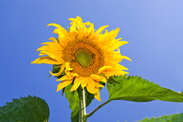 Sunflower against a blue sky .