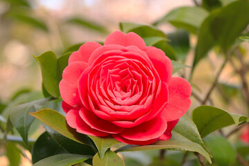 深紅の椿/日本・京都の風景