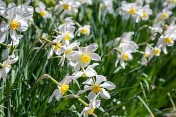 Daffodils. Flowers. 