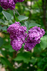 Obraz premium A branch of dark purple lilac with large flowers.