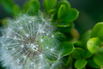 Fototapeta premium MACRO PHOTOGRAPHY OF DANDELION NEXT TO GREEN PLANT