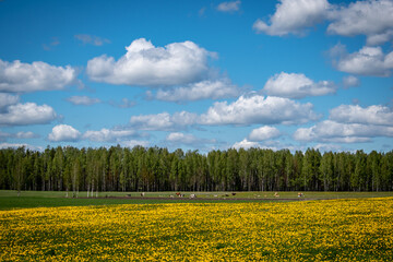 Fototapeta na wymiar A field of yellow flowers, cows, forest, sky and white clouds..