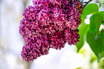 Obraz premium A branch of dark purple lilac with large flowers.