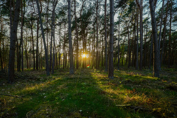 Beams of sunlight shining through the pine forest during sunset on a evening with a clear sky during spring in the Netherlands