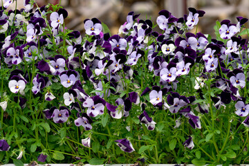 Background of multicolored pansy flowers with white-blue flowers.
