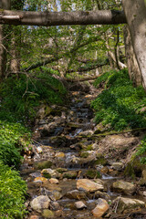 Adventurous natural hiking path in the forest alongside a stream with a crossing in South Limburg near Elsloo