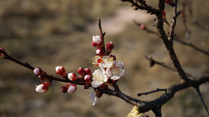 trees flower