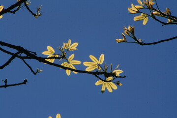sol y flores de arbol