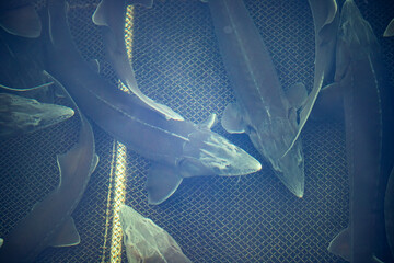 Fish farm for breeding sturgeon fry. Concept aquaculture pisciculture, top view