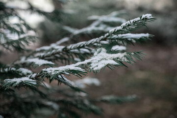 pine tree branches and leaves covered in snow in a forest in winter on a cold New England afternoon