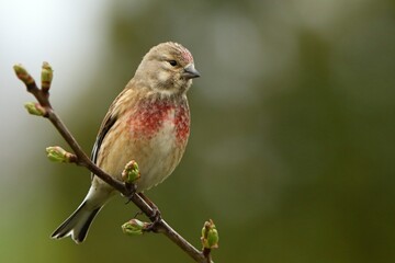 The common linnet (Linaria cannabina) male sitting on the small branch in morning sun.