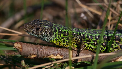 Lacerta schreiberi, lagarto verdinegro hembra durante la epoca de celo