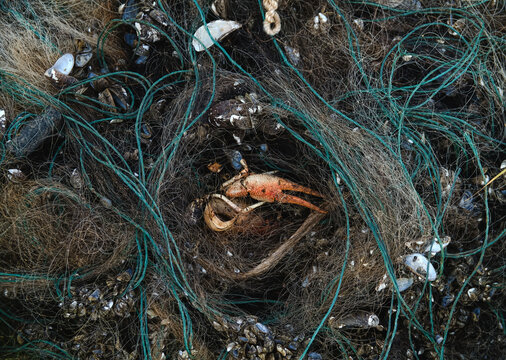 Abandoned poaching nets and dead hydrobionts