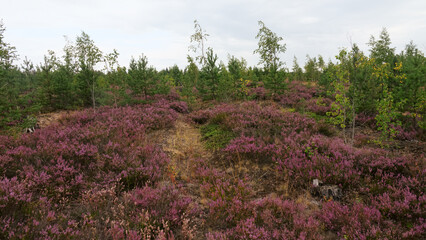 Common Heather, Erica moorland
