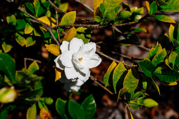 Gardenia jasminoide on the branch closeup
