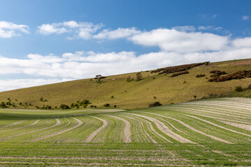 Fototapeta na wymiar Rows of Crops Growing in the South Downs Countryside on a Sunny Spring Day