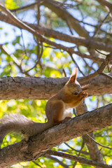 even squirrels wash their face