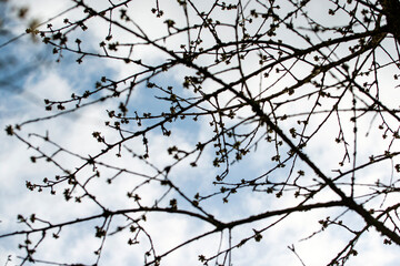 Fototapeta na wymiar branches of a tree, nacka, sverige, stockholm, sweden