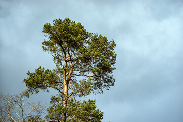 tree in the sky, nacka, sverige, stockholm, sweden