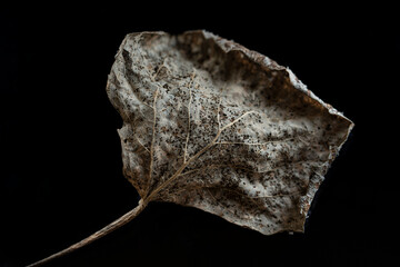 leaf on black, nacka, sverige, stockholm, sweden