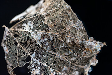 old leaf, nacka, sverige, stockholm, sweden