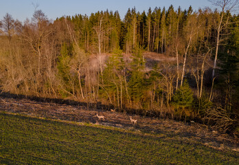 Two roe deer standing by the forest