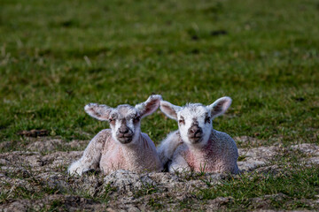 Naklejka na ściany i meble Two Lambs in the South Downs on a Spring Day