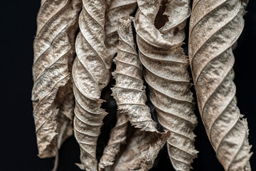 Fototapeta na wymiar close up of a leafs