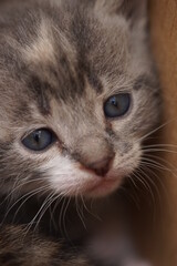 Naklejka na ściany i meble small grey baby kitten, close up portrait