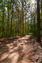 summer forest on a sunny day