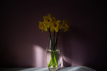 Yellow daffodils in a transparent glass vase on a table with a white tablecloth against a purple wall. Bouquet with five flowers
