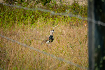 The Southern Lapwing (Vanellus chilensis) Bird on the Meadow Behind to the Fence in Guatape, Colombia