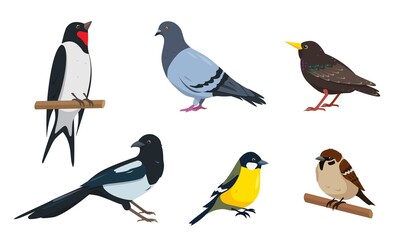 Sparrow, tit, starling, swallow, dove and magpie