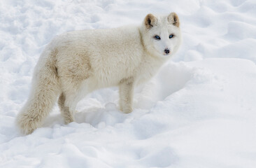 Naklejka na ściany i meble Arctic Fox with blue eyes