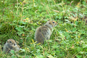 Caucasian Mountain ground squirrel (Spermophilus musicus) tunneling animal in mountain meadows....