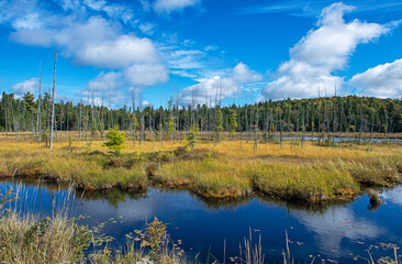 Fototapeta premium Canadian wetland