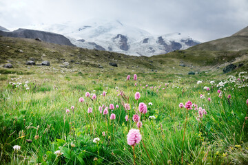 Shieling with dominance of Serpent grass (Seneca snakeroot, Bistorta carnea). Mountain valley with...