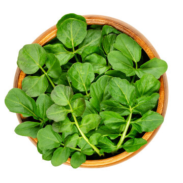 Watercress leaves in a wooden bowl. Fresh yellowcress, Nasturtium officinale. Leaf vegetable with piquant flavor. Aquatic vegetable or herb. Close-up from above, isolated over white, macro food photo.