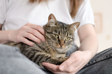 A beautiful well-groomed tabby cat lies on the legs of the hostess. Home comfort concept. Favorite pets