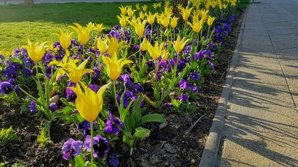 Obraz premium Beautiful flowers in park