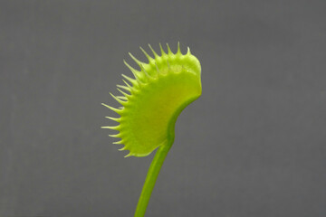 Carnivorous Plant (Venus Flytrap) © Coronel