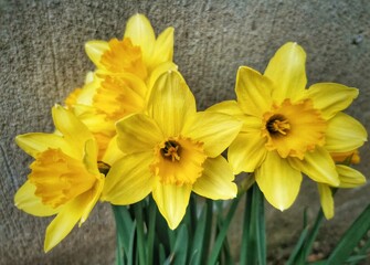 daffodils in the wind