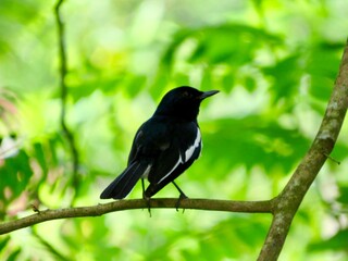 blackbird on a branch