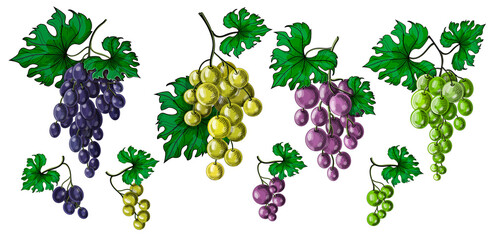 A set of grapes on bunches with leaves - large and small, their four varieties and colors - blue, purple, green and white. Stock vector illustration isolated on a white background.